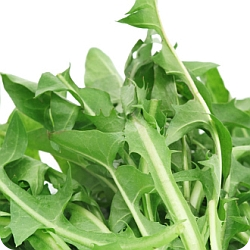 Dandelion Greens - Source of Vitamin A